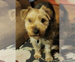 Small #4 Mutt