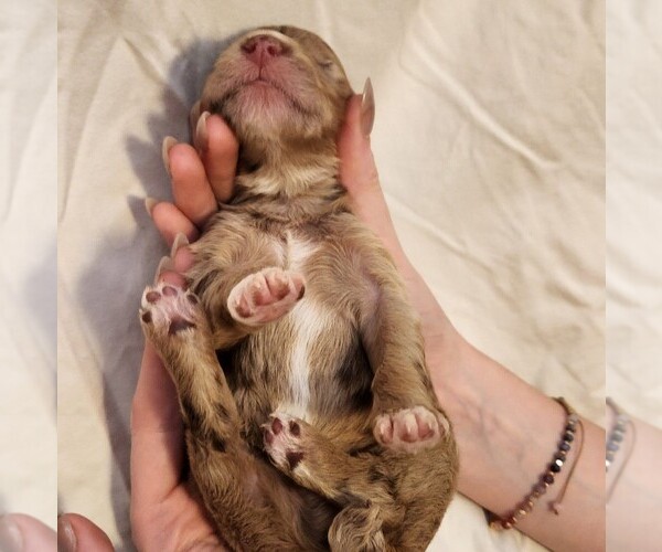 Medium Photo #10 F2 Aussiedoodle Puppy For Sale in COLUMBIA, TN, USA