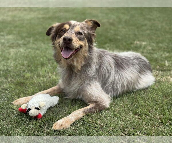 Medium Photo #10 Mutt Puppy For Sale in PIPE CREEK, TX, USA