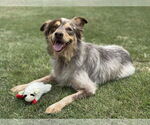Small #9 Mutt