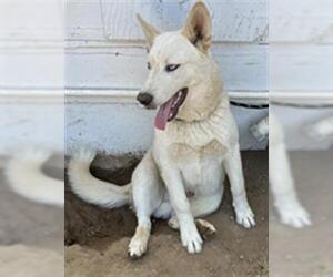 Siberian Husky Dogs for adoption in Santa Maria, CA, USA