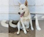 Small Siberian Husky