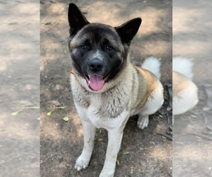 Mother of the Akita puppies born on 09/21/2019