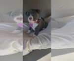 Small Photo #3 American Bully Puppy For Sale in LUBBOCK, TX, USA