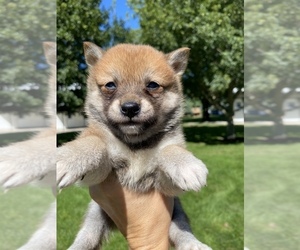Shiba Inu Puppy for sale in SULLIVAN, IL, USA