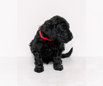 Small Photo #3 Goldendoodle-Irish Doodle Mix Puppy For Sale in LITTLE ROCK, AR, USA