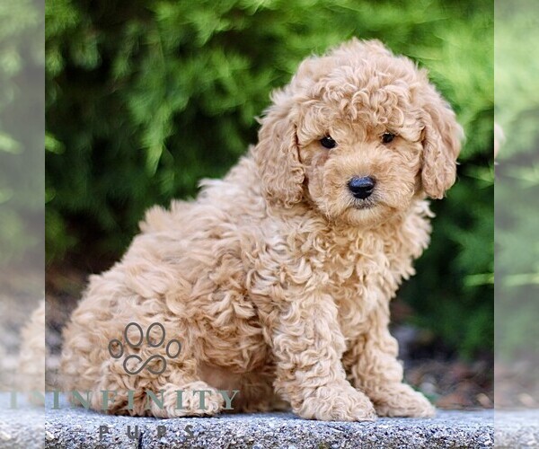 Medium Photo #4 Goldendoodle (Miniature) Puppy For Sale in KINZERS, PA, USA