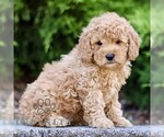 Small #3 Goldendoodle (Miniature)