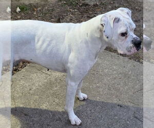 Boxer Dogs for adoption in  Katy, TX, USA