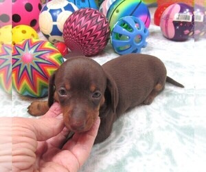 Dachshund Puppy for sale in RATTAN, OK, USA