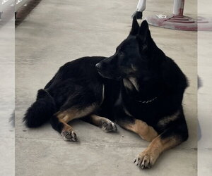 Raina - Female German Shepherd Dog Dog for Adoption - Photo #4