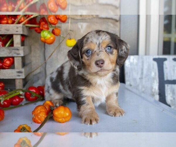 Medium Photo #1 Dachshund Puppy For Sale in MILLERSBURG, OH, USA