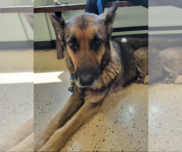 Medium Photo #2 German Shepherd Dog Puppy For Sale in Kansas City, MO, USA