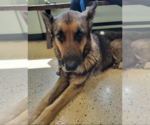 Small #1 German Shepherd Dog