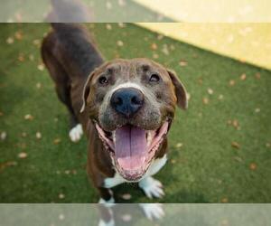 American Pit Bull Terrier-Unknown Mix Dogs for adoption in Orlando, FL, USA