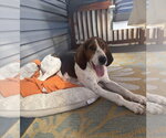 Small #1 Treeing Walker Coonhound Mix
