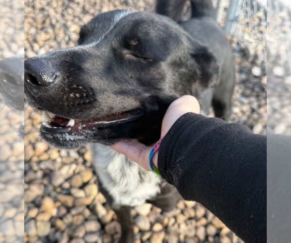 Medium Photo #9 German Shepherd Dog-Unknown Mix Puppy For Sale in Rockaway, NJ, USA