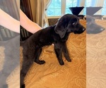 Small #15 Flat Coated Retriever