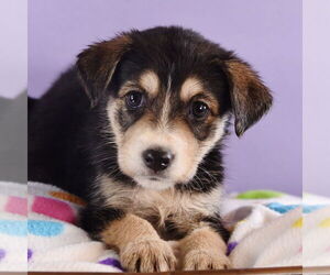 Australian Shepherd-Unknown Mix Dogs for adoption in Sheridan, CO, USA