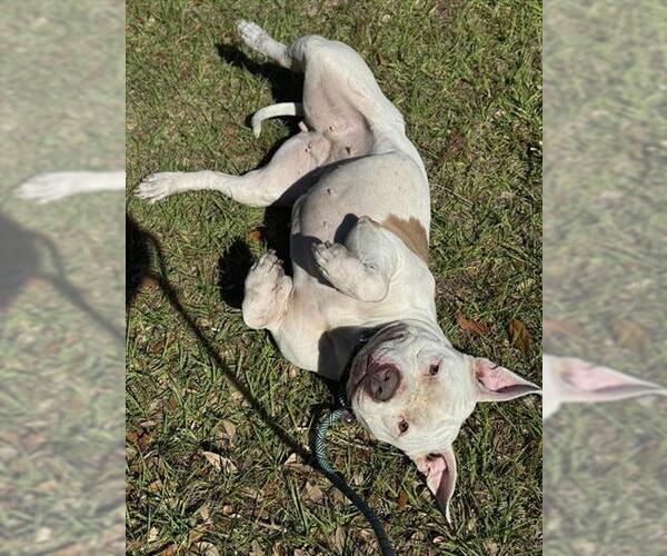 Medium Photo #1 American Staffordshire Terrier Puppy For Sale in Fort Lauderdale, FL, USA