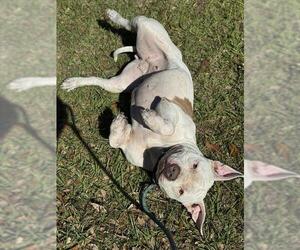 American Staffordshire Terrier Dogs for adoption in Fort Lauderdale, FL, USA