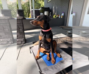 Doberman Pinscher Dogs for adoption in Minneaoplis, MN, USA
