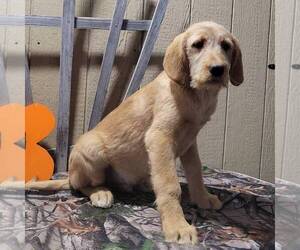 Labradoodle-Poodle (Standard) Mix Puppy for sale in CANAJOHARIE, NY, USA