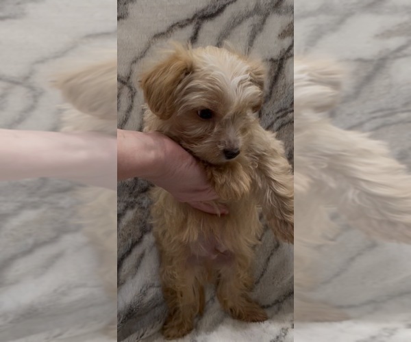 Medium Photo #5 Yorkshire Terrier Puppy For Sale in MOUNT CARMEL, PA, USA