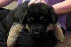Small Photo #1 German Shepherd Dog Puppy For Sale in BROWNSBURG, IN, USA