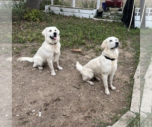 English Cream Golden Retriever Puppy for sale in WHITE HOUSE, TN, USA