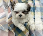 Small Photo #1 Mal-Shi Puppy For Sale in SILEX, MO, USA