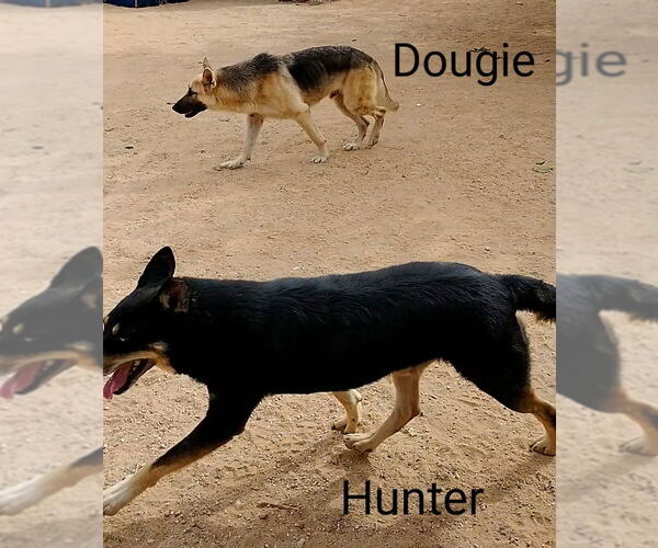 Medium Photo #14 German Shepherd Dog Puppy For Sale in Apple Valley, CA, USA