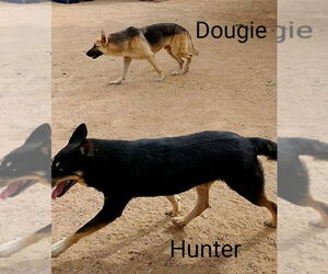 Dougie - - Male German Shepherd Dog Dog for Adoption - Photo #14