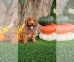 Small #1 Poodle (Miniature)