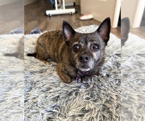 Alfalfa - Male Chihuahua-Unknown Mix Dog for Adoption - Photo #4
