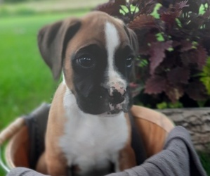 Boxer Puppy for sale in LANDISBURG, PA, USA
