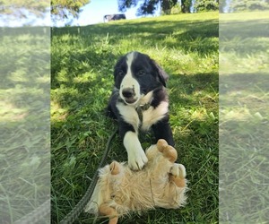 Medium Border Collie-English Shepherd Mix