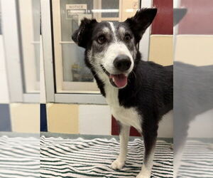 Chihuahua-Siberian Husky Mix Dogs for adoption in Plano, TX, USA