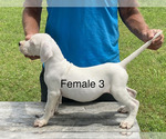 Small #3 Dogo Argentino
