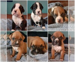 Boxer Puppy for sale in SPARTA, IL, USA