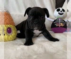 French Bulldog Puppy for sale in JOHNS ISLAND, SC, USA