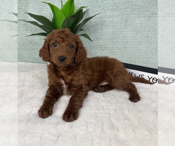 Medium Photo #6 Goldendoodle (Miniature) Puppy For Sale in GREENFIELD, IN, USA