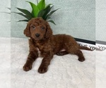Small Photo #6 Goldendoodle (Miniature) Puppy For Sale in GREENFIELD, IN, USA