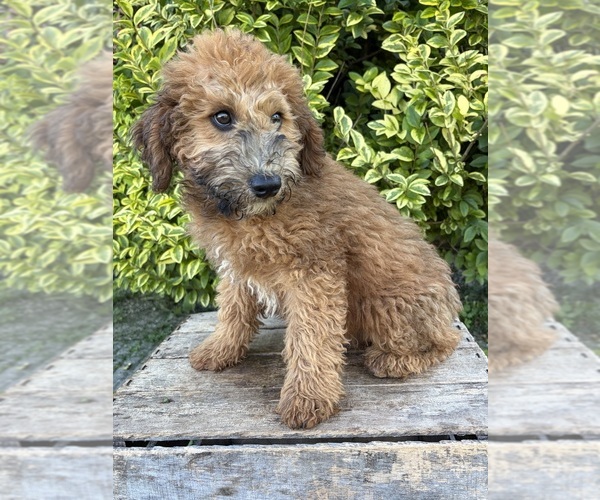Medium Photo #4 Whoodle (Miniature) Puppy For Sale in MIDDLEBURY, IN, USA