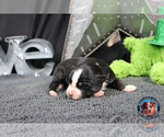 Small Photo #7 Miniature Australian Shepherd Puppy For Sale in GRANBURY, TX, USA
