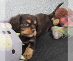 Puppy Puppy 4 Male Cavalier King Charles Spaniel