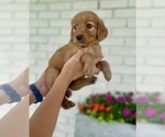 Puppy Orange Girl Golden Retriever