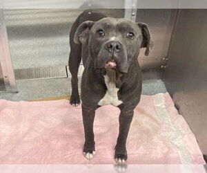 Mutt Dogs for adoption in Orange, CA, USA