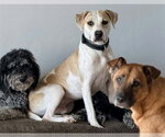 Small #3 American Pit Bull Terrier Mix
