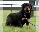 Small Photo #1 Rottweiler Puppy For Sale in CHRISTIANA, PA, USA